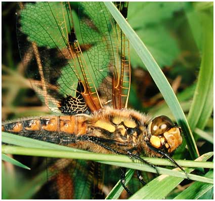 Libellula quadrimaculata 