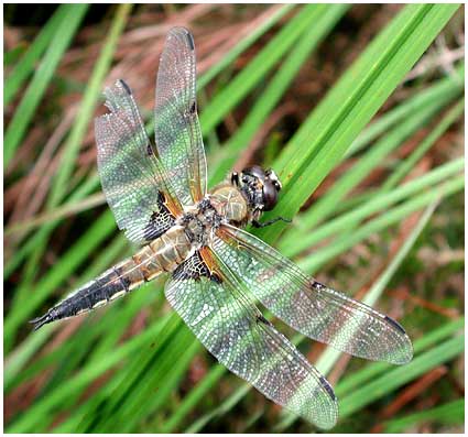 quadrimaculata