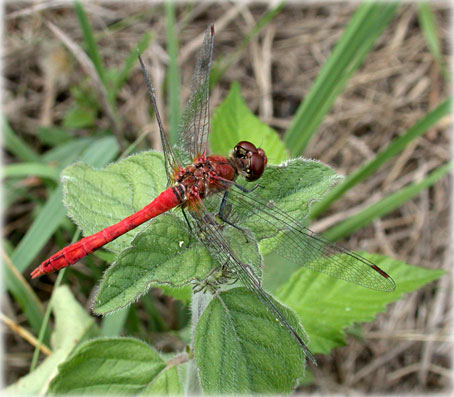 Sympetrum sanguineum 