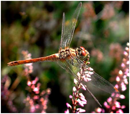 sympetrum