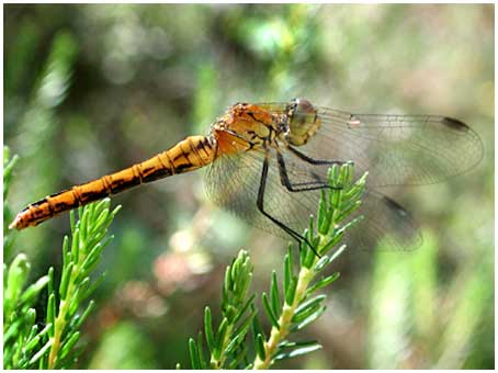 sympetrum