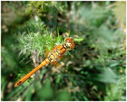 Sympetrum striolatum