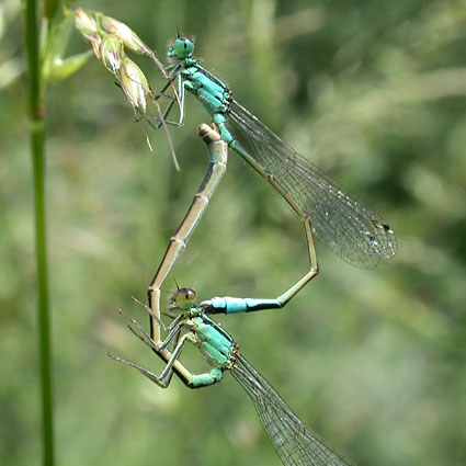 Coenagrion