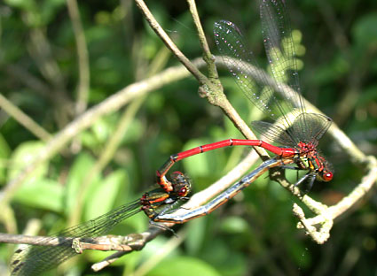 Pyrrhosoma nymphula