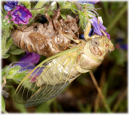 Cigale, Lyristes plebejus