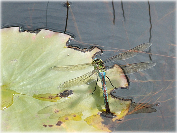  Anax en ponte