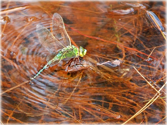  Anax en ponte