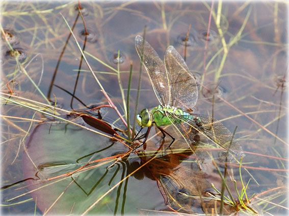  Anax en ponte