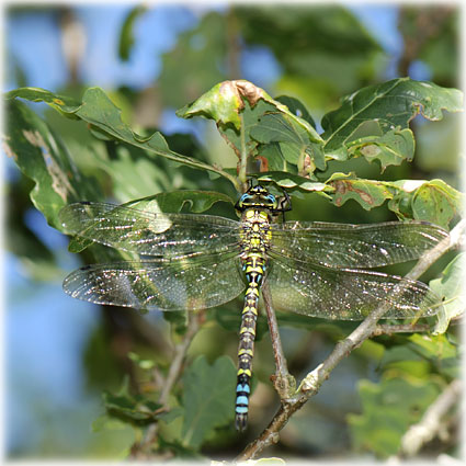 Aeschnidae 