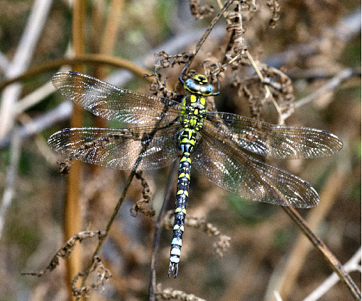 Aeschnidae 