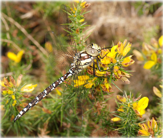 Aeschnidae 