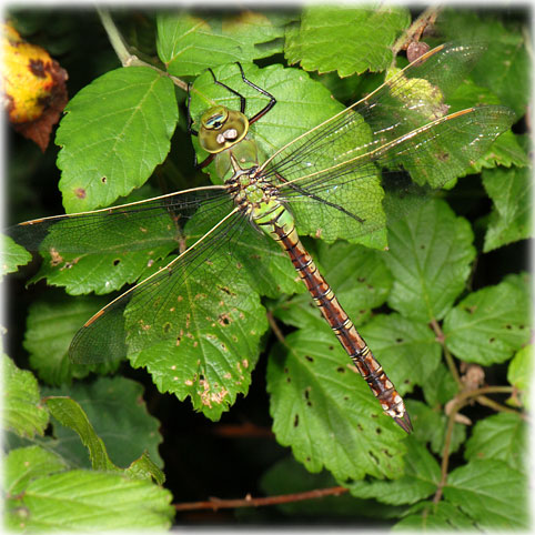 Anax imperator