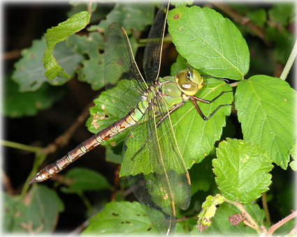 Anax imperator