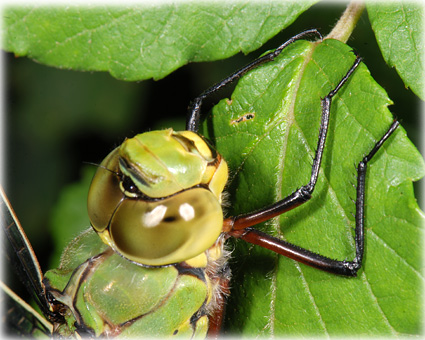 Anax imperator