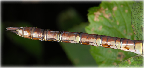 Anax imperator