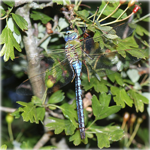 Anax imperator