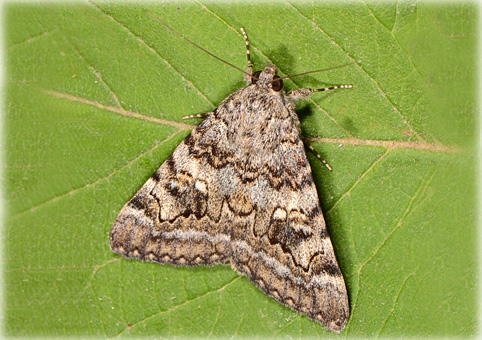 Cotacola nymphaea