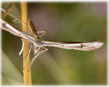 Emmelina-monodactyla