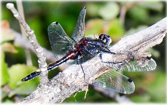 Leucorrhinia pectoralis