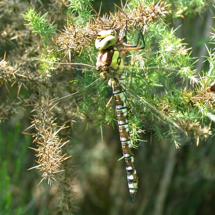 Aeschnidae 