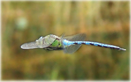 Anax imperator