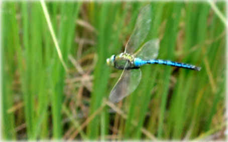 Anax imperator