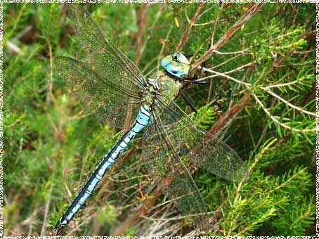 Anax imperator