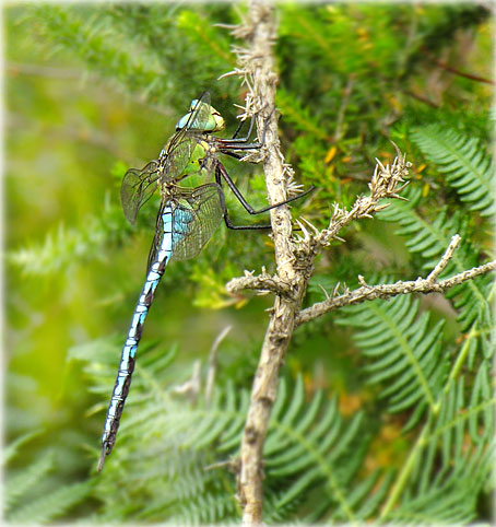 Anax imperator