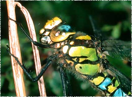 Anax imperator