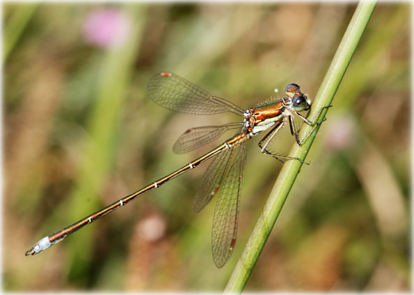 Lestes dryas