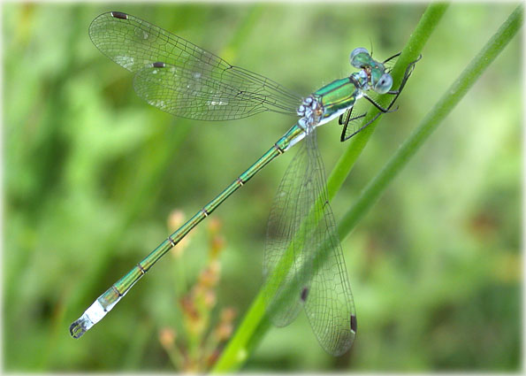 Lestes dryas 