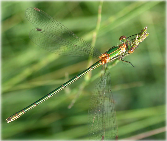 Lestes virens