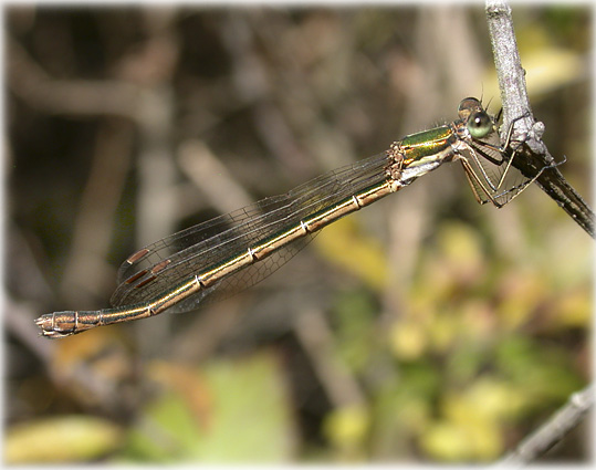 Lestes virens 