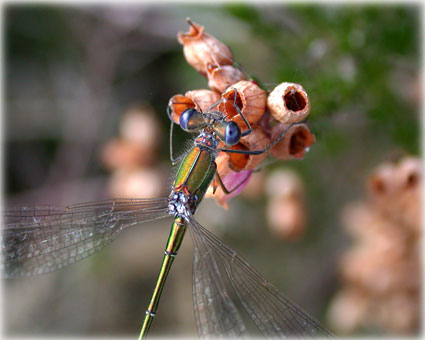 Lestes dryas