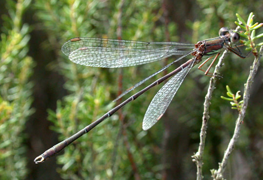 Leste viridis 