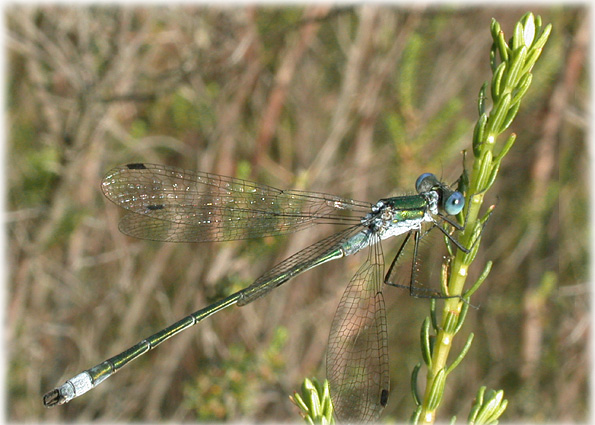 lestes dryas 