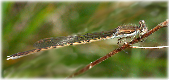 Sympecma fusca