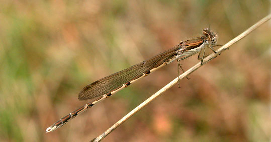 Sympecma fusca 