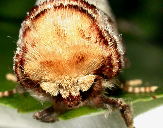 phalera-bucephala