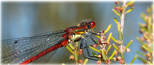 Pyrrhosoma nymphula