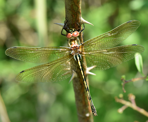 sympetrum 