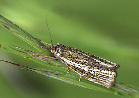 Thisanotia Chrysonuchella